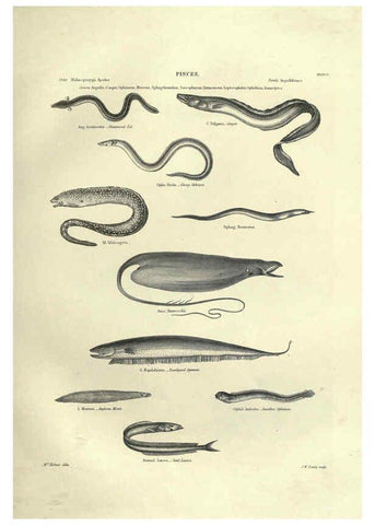 Reproducción/Reproduction 6052795159: Illustrations of zoology Glasgow,John Joseph Griffin and Co.,;1851