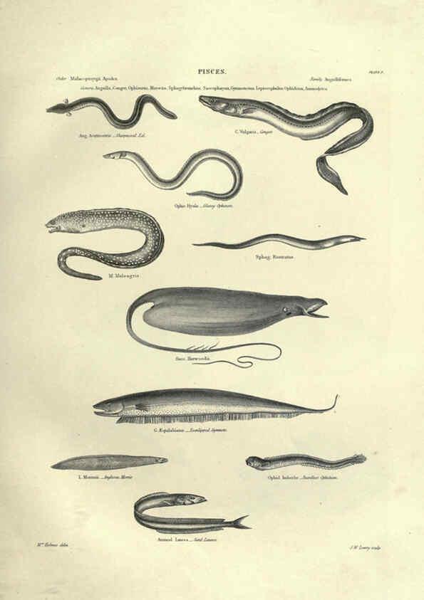 Reproducción/Reproduction 6052795159: Illustrations of zoology Glasgow,John Joseph Griffin and Co.,;1851