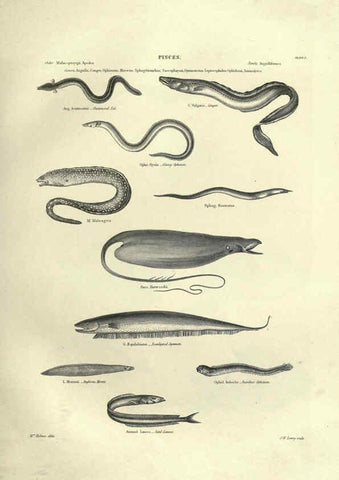 Reproducción/Reproduction 6052795159: Illustrations of zoology Glasgow,John Joseph Griffin and Co.,;1851
