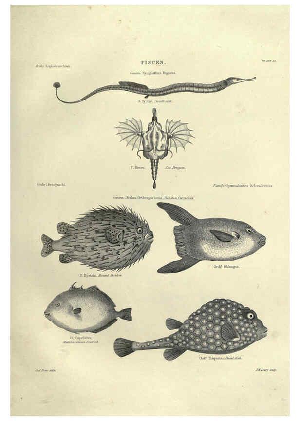 Reproducción/Reproduction 6052795383: Illustrations of zoology Glasgow,John Joseph Griffin and Co.,;1851