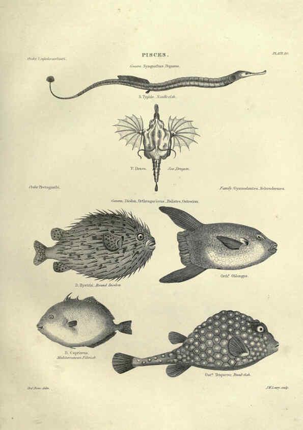Reproducción/Reproduction 6052795383: Illustrations of zoology Glasgow,John Joseph Griffin and Co.,;1851