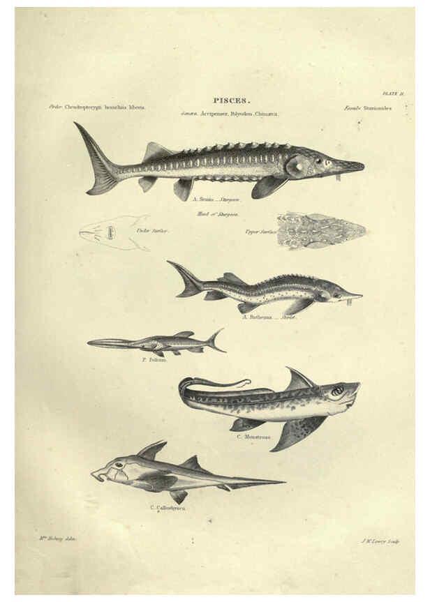 Reproducción/Reproduction 6052795737: Illustrations of zoology Glasgow,John Joseph Griffin and Co.,;1851
