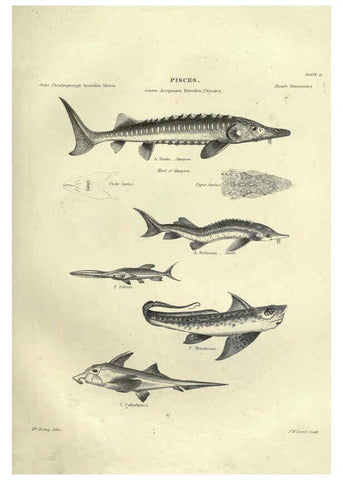 Reproducción/Reproduction 6052795737: Illustrations of zoology Glasgow,John Joseph Griffin and Co.,;1851