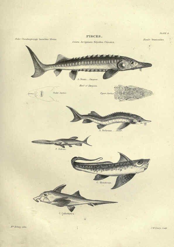 Reproducción/Reproduction 6052795737: Illustrations of zoology Glasgow,John Joseph Griffin and Co.,;1851