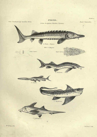 Reproducción/Reproduction 6052795737: Illustrations of zoology Glasgow,John Joseph Griffin and Co.,;1851