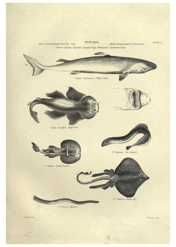 Reproducción/Reproduction 6052795947: Illustrations of zoology Glasgow,John Joseph Griffin and Co.,;1851