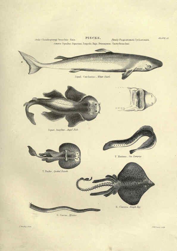 Reproducción/Reproduction 6052795947: Illustrations of zoology Glasgow,John Joseph Griffin and Co.,;1851