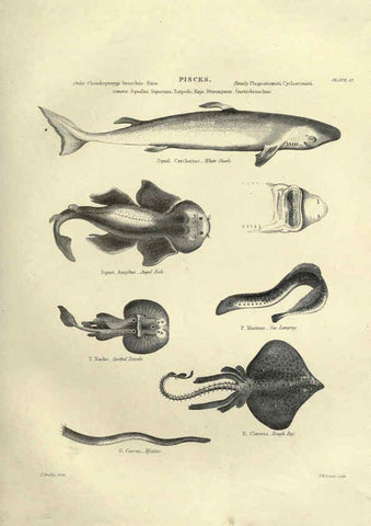 Reproducción/Reproduction 6052795947: Illustrations of zoology Glasgow,John Joseph Griffin and Co.,;1851