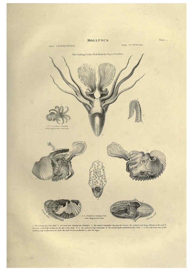 Reproducción/Reproduction 6052796279: Illustrations of zoology Glasgow,John Joseph Griffin and Co.,;1851