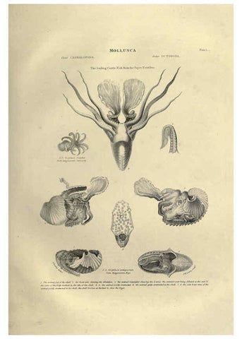 Reproducción/Reproduction 6052796279: Illustrations of zoology Glasgow,John Joseph Griffin and Co.,;1851