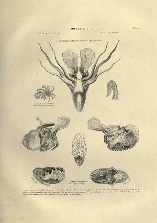Reproducción/Reproduction 6052796279: Illustrations of zoology Glasgow,John Joseph Griffin and Co.,;1851