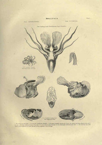 Reproducción/Reproduction 6052796279: Illustrations of zoology Glasgow,John Joseph Griffin and Co.,;1851