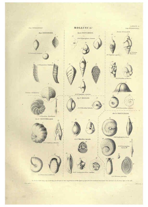 Reproducción/Reproduction 6053346712: Illustrations of zoology Glasgow,John Joseph Griffin and Co.,;1851