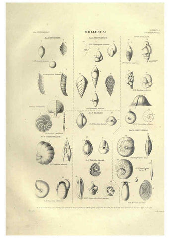 Reproducción/Reproduction 6053346712: Illustrations of zoology Glasgow,John Joseph Griffin and Co.,;1851