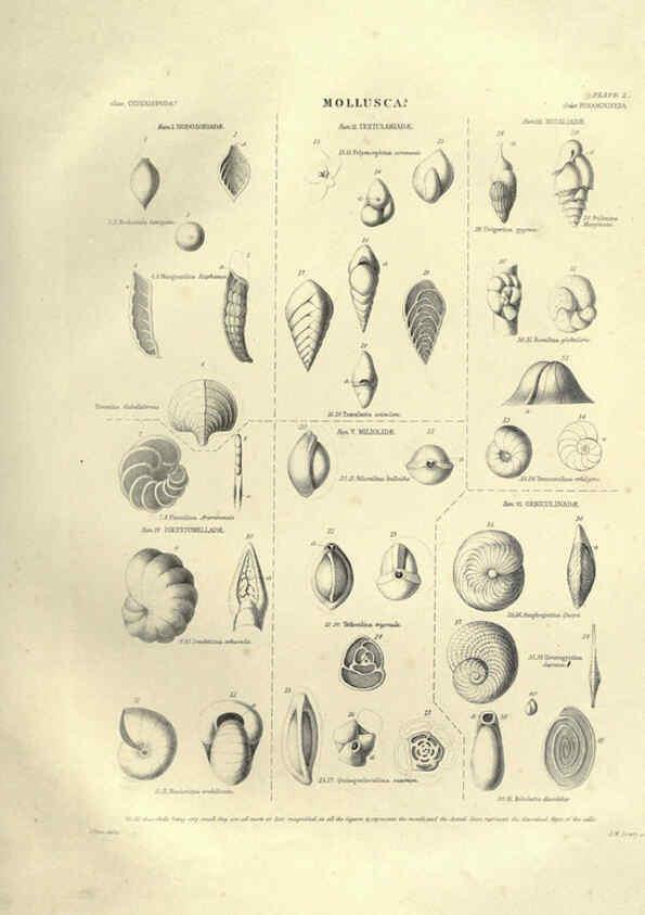 Reproducción/Reproduction 6053346712: Illustrations of zoology Glasgow,John Joseph Griffin and Co.,;1851