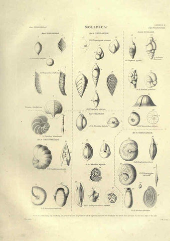 Reproducción/Reproduction 6053346712: Illustrations of zoology Glasgow,John Joseph Griffin and Co.,;1851