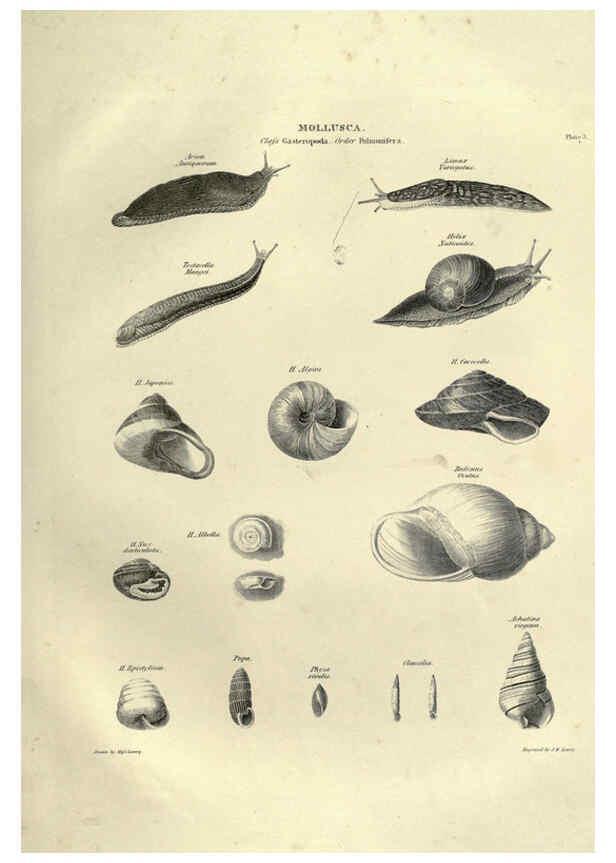 Reproducción/Reproduction 6053347238: Illustrations of zoology Glasgow,John Joseph Griffin and Co.,;1851