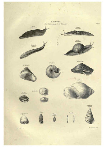 Reproducción/Reproduction 6053347238: Illustrations of zoology Glasgow,John Joseph Griffin and Co.,;1851