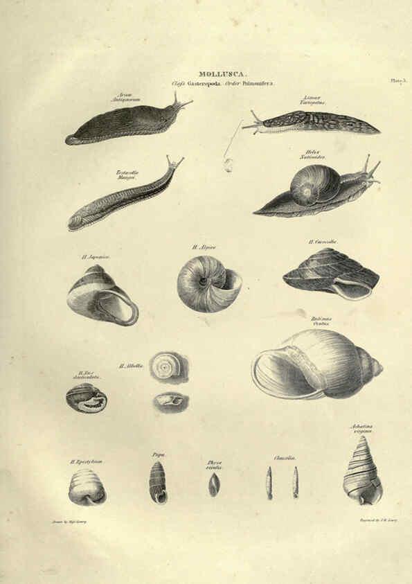 Reproducción/Reproduction 6053347238: Illustrations of zoology Glasgow,John Joseph Griffin and Co.,;1851