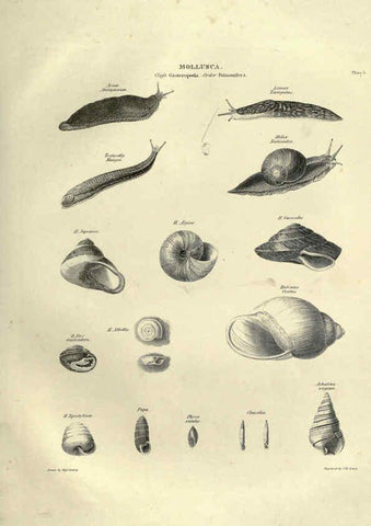 Reproducción/Reproduction 6053347238: Illustrations of zoology Glasgow,John Joseph Griffin and Co.,;1851