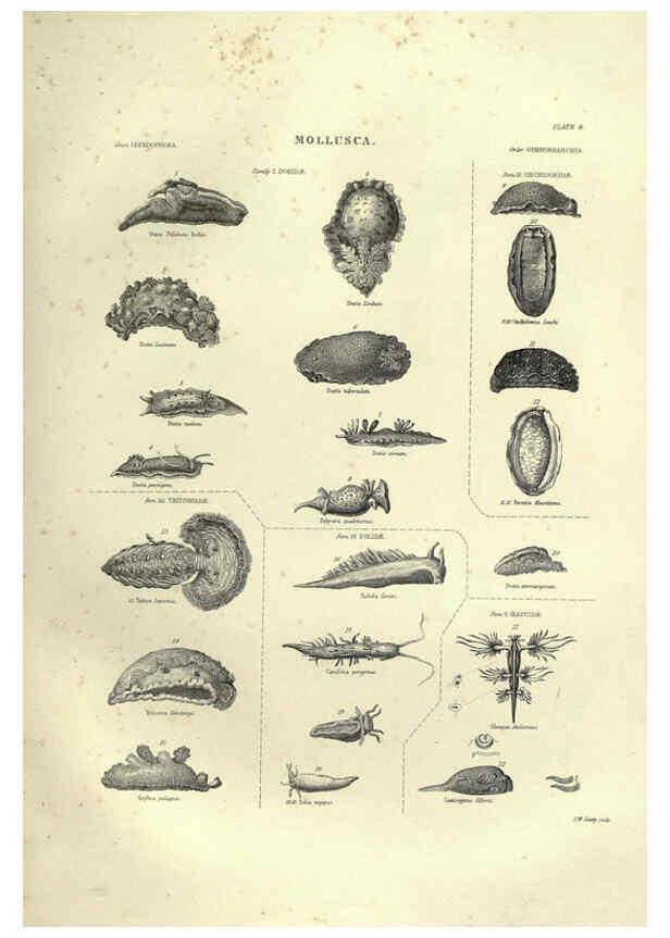 Reproducción/Reproduction 6052797171: Illustrations of zoology Glasgow,John Joseph Griffin and Co.,;1851