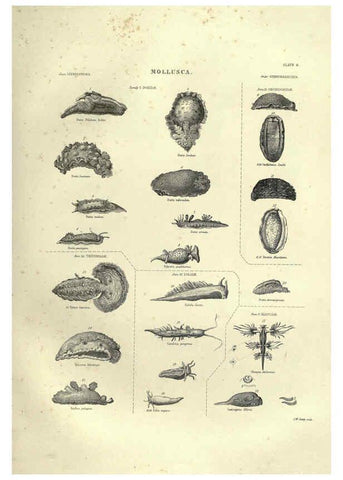 Reproducción/Reproduction 6052797171: Illustrations of zoology Glasgow,John Joseph Griffin and Co.,;1851