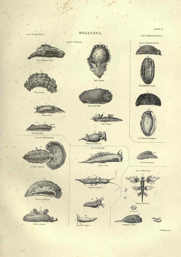 Reproducción/Reproduction 6052797171: Illustrations of zoology Glasgow,John Joseph Griffin and Co.,;1851