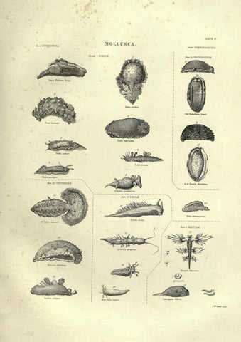 Reproducción/Reproduction 6052797171: Illustrations of zoology Glasgow,John Joseph Griffin and Co.,;1851