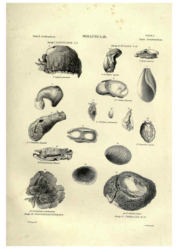 Reproducción/Reproduction 6053347660: Illustrations of zoology Glasgow,John Joseph Griffin and Co.,;1851