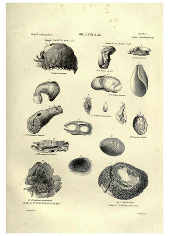 Reproducción/Reproduction 6053347660: Illustrations of zoology Glasgow,John Joseph Griffin and Co.,;1851