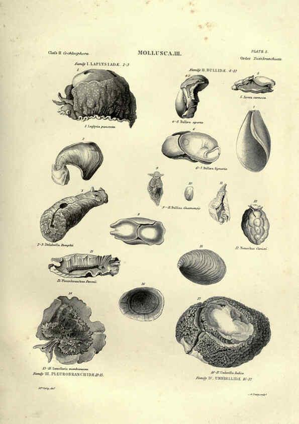 Reproducción/Reproduction 6053347660: Illustrations of zoology Glasgow,John Joseph Griffin and Co.,;1851