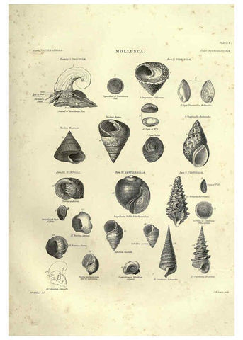 Reproducción/Reproduction 6053347846: Illustrations of zoology Glasgow,John Joseph Griffin and Co.,;1851