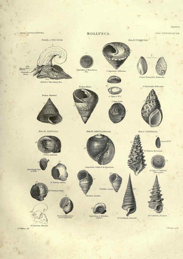 Reproducción/Reproduction 6053347846: Illustrations of zoology Glasgow,John Joseph Griffin and Co.,;1851