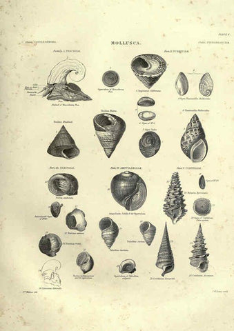 Reproducción/Reproduction 6053347846: Illustrations of zoology Glasgow,John Joseph Griffin and Co.,;1851