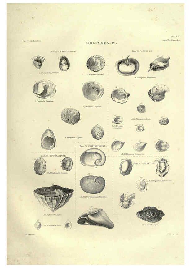 Reproducción/Reproduction 6052797887: Illustrations of zoology Glasgow,John Joseph Griffin and Co.,;1851