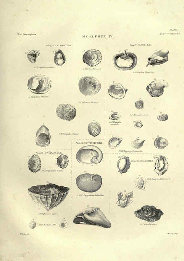 Reproducción/Reproduction 6052797887: Illustrations of zoology Glasgow,John Joseph Griffin and Co.,;1851