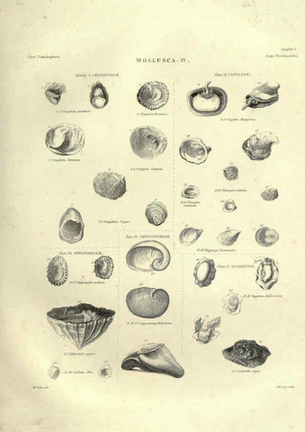Reproducción/Reproduction 6052797887: Illustrations of zoology Glasgow,John Joseph Griffin and Co.,;1851
