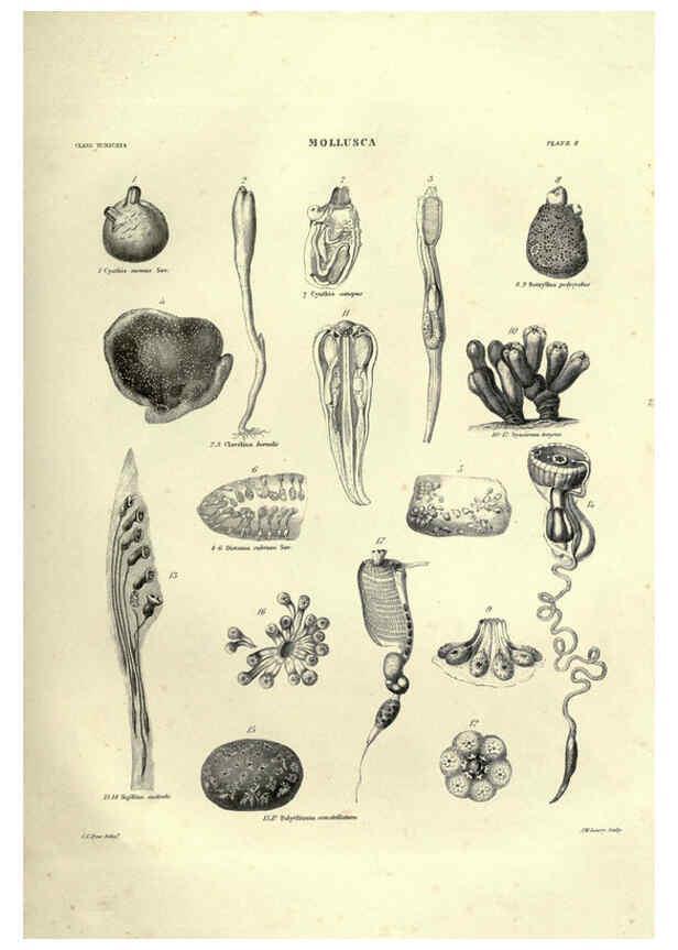 Reproducción/Reproduction 6053348386: Illustrations of zoology Glasgow,John Joseph Griffin and Co.,;1851