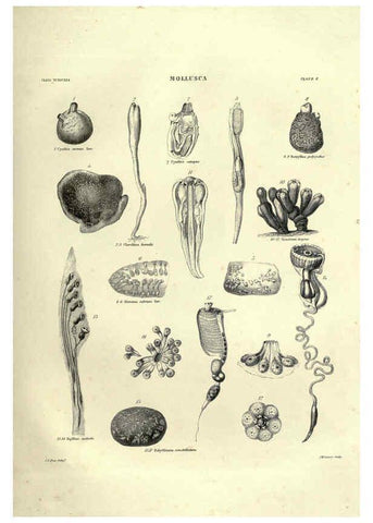 Reproducción/Reproduction 6053348386: Illustrations of zoology Glasgow,John Joseph Griffin and Co.,;1851