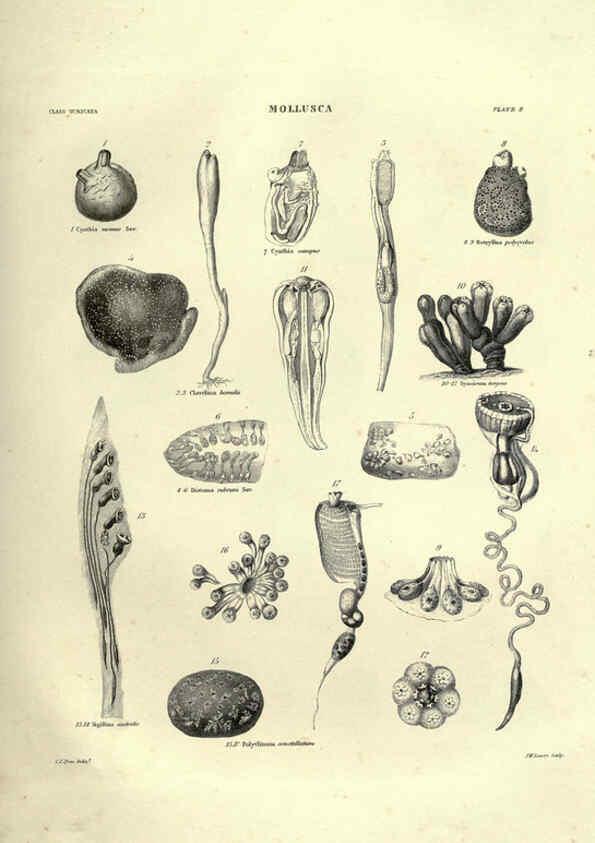 Reproducción/Reproduction 6053348386: Illustrations of zoology Glasgow,John Joseph Griffin and Co.,;1851