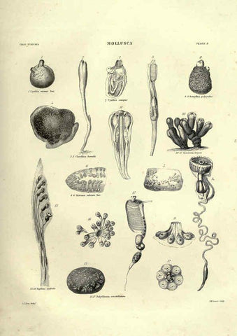 Reproducción/Reproduction 6053348386: Illustrations of zoology Glasgow,John Joseph Griffin and Co.,;1851