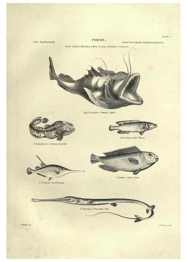 Reproducción/Reproduction 6053344326: Illustrations of zoology Glasgow,John Joseph Griffin and Co.,;1851