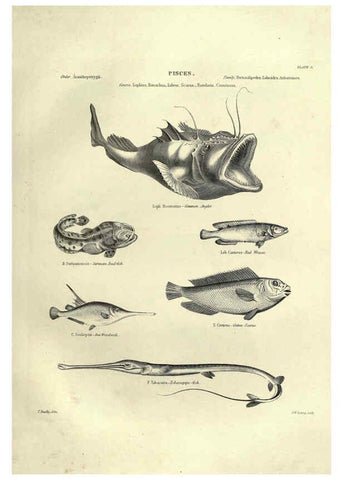 Reproducción/Reproduction 6053344326: Illustrations of zoology Glasgow,John Joseph Griffin and Co.,;1851
