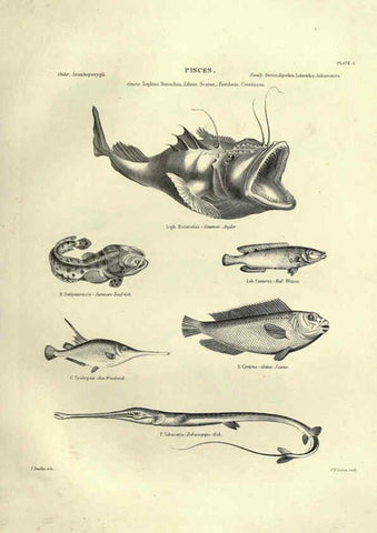 Reproducción/Reproduction 6053344326: Illustrations of zoology Glasgow,John Joseph Griffin and Co.,;1851
