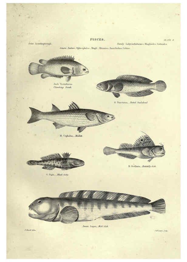 Reproducción/Reproduction 6053344106: Illustrations of zoology Glasgow,John Joseph Griffin and Co.,;1851