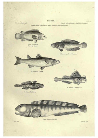 Reproducción/Reproduction 6053344106: Illustrations of zoology Glasgow,John Joseph Griffin and Co.,;1851