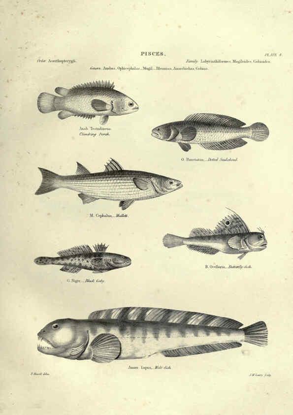 Reproducción/Reproduction 6053344106: Illustrations of zoology Glasgow,John Joseph Griffin and Co.,;1851