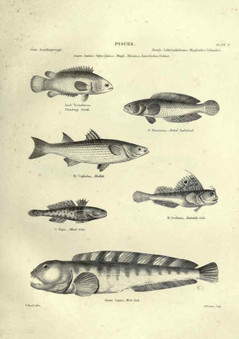 Reproducción/Reproduction 6053344106: Illustrations of zoology Glasgow,John Joseph Griffin and Co.,;1851
