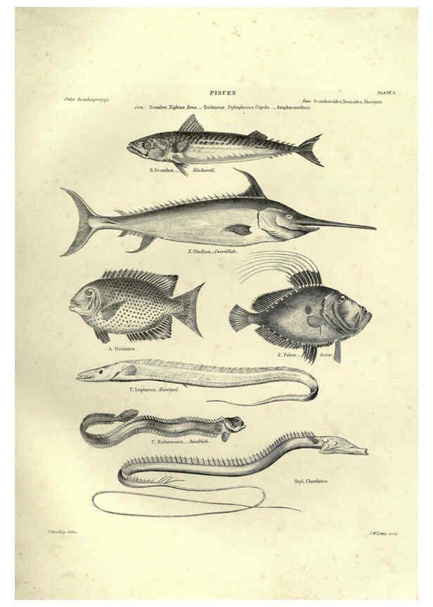 Reproducción/Reproduction 6052793755: Illustrations of zoology Glasgow,John Joseph Griffin and Co.,;1851
