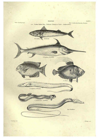 Reproducción/Reproduction 6052793755: Illustrations of zoology Glasgow,John Joseph Griffin and Co.,;1851